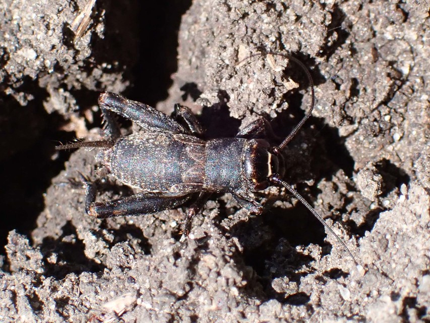 Modicogryllus frontalis - nyugati homlokjegyestücsök