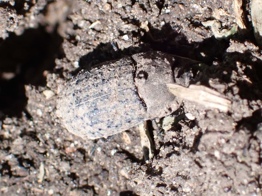 Opatrum sabulosum - sároshátú gyászbogár