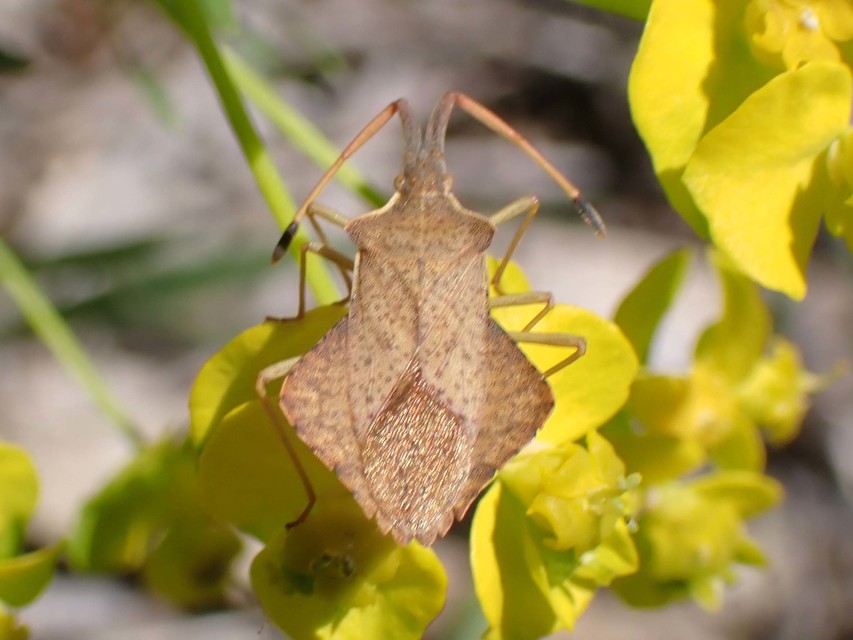 Syromastus rhombeus - vitorlás karimáspoloska