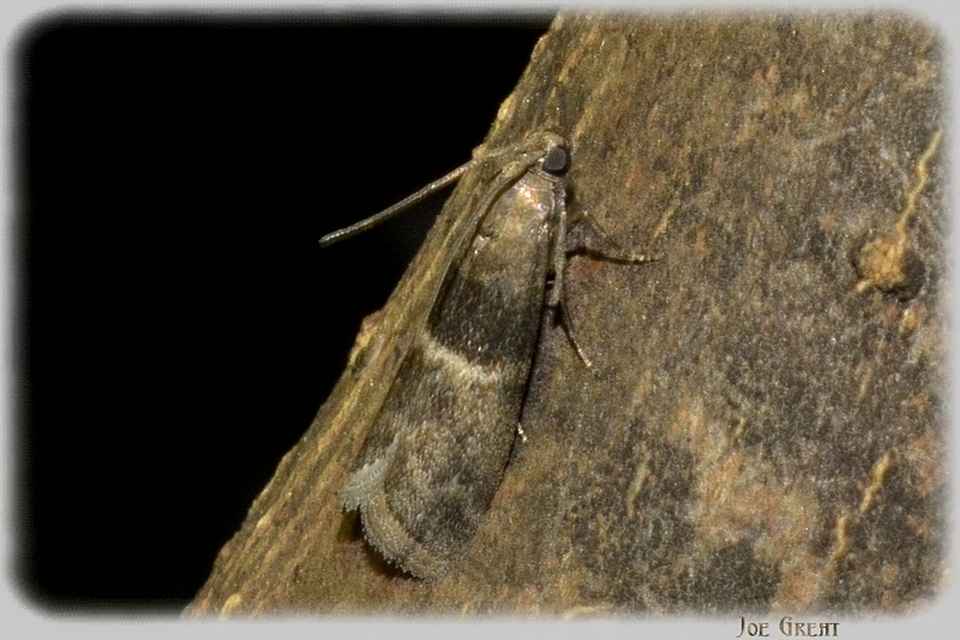 Phycitinae