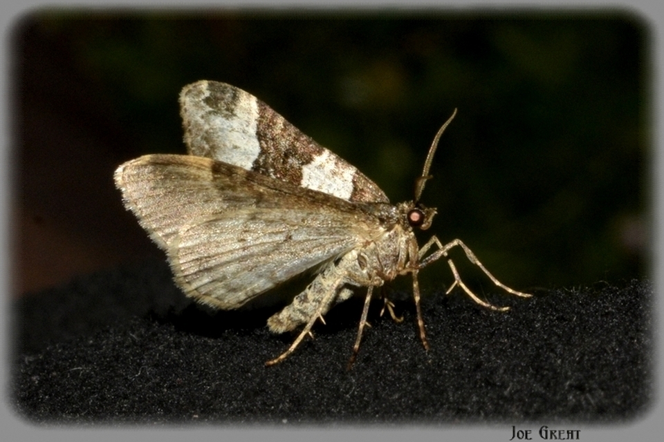 Xanthorhoe fluctuata - közönséges tarkaaraszoló