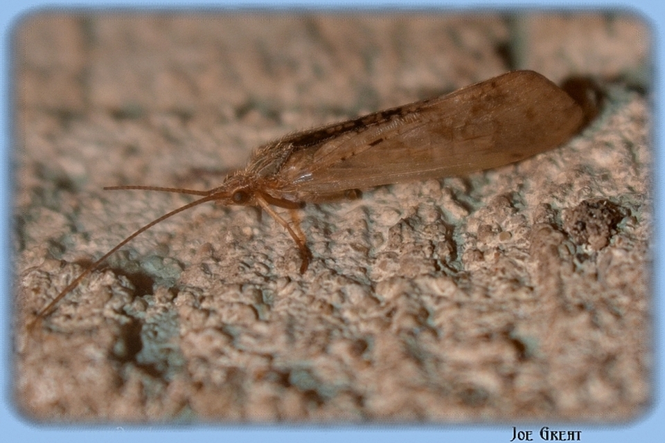 Trichoptera - Tegzesek