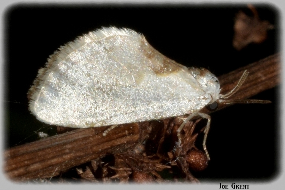 Cilix glaucata - törpe sarlósszövő
