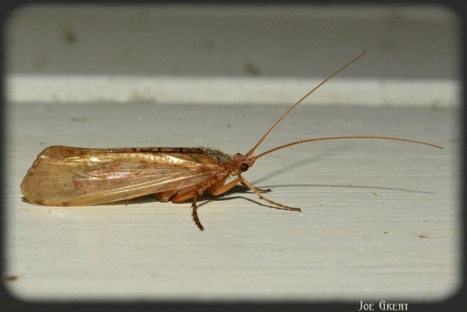 Trichoptera - Tegzesek
