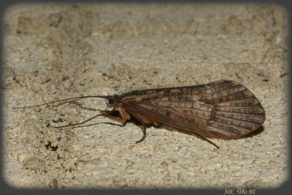 Trichoptera - Tegzesek