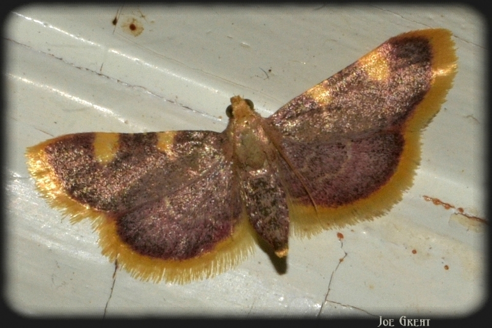 Hypsopygia costalis - szénailonca