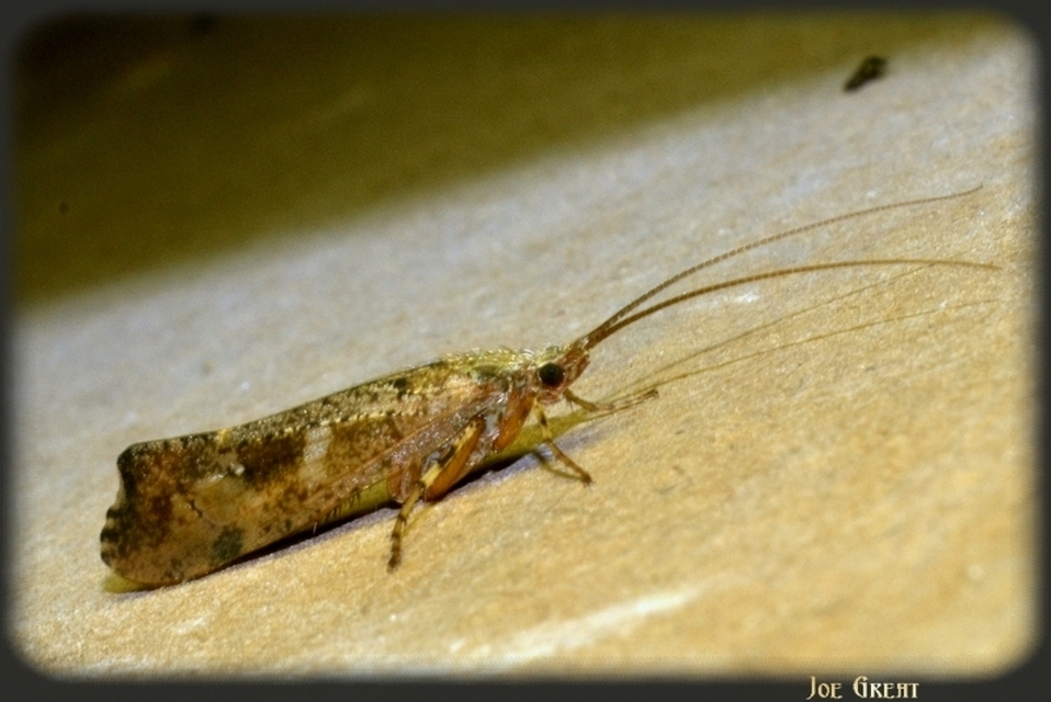 Trichoptera - Tegzesek