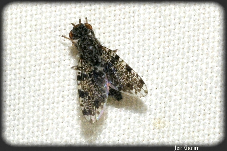 Callopistromyia annulipes - pávalégy