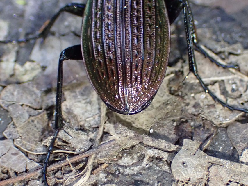 Carabus ulrichii - rezes futrinka Carabus ulrichii - rezes futrinka
