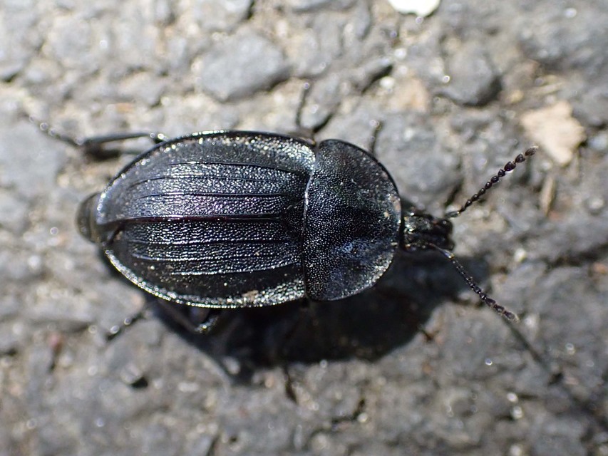 Phosphuga atrata - bordás csigarabló