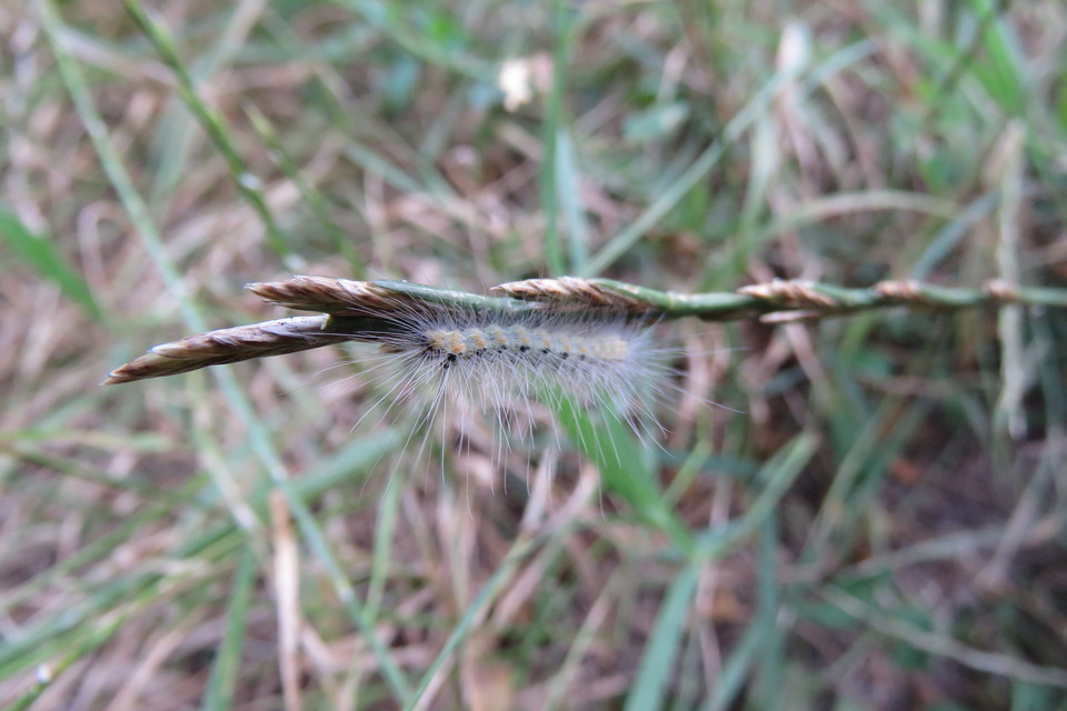 Hyphantria cunea - amerikai fehér medvelepke