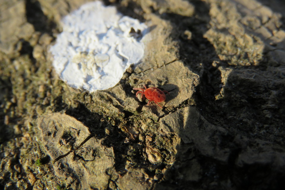 Allothrombium