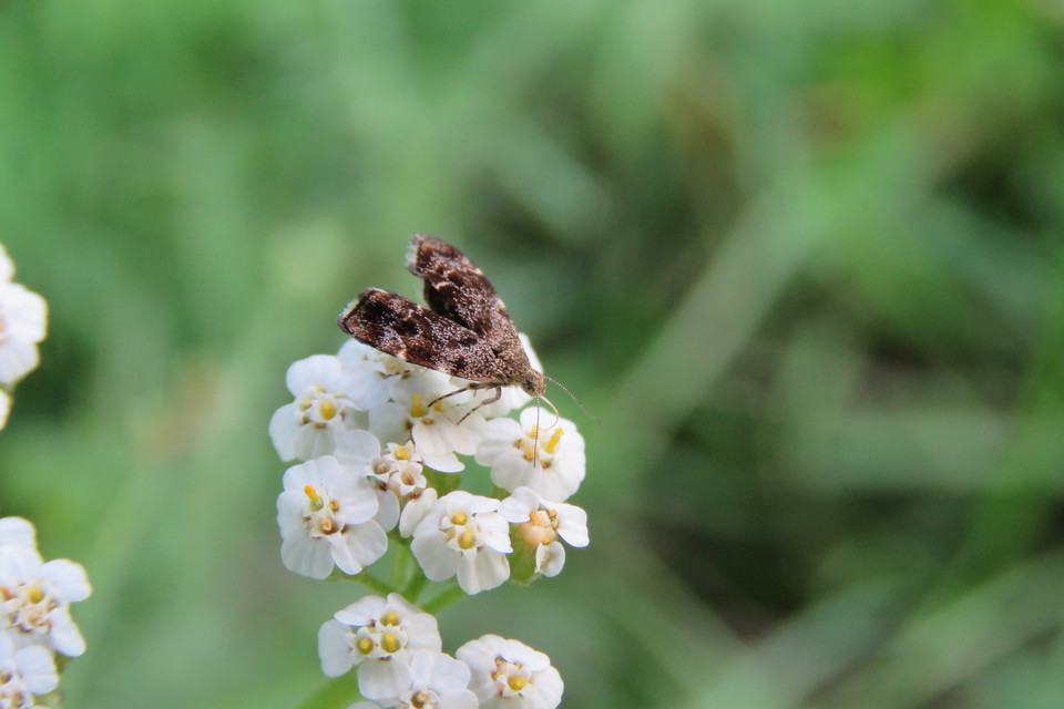 Anthophila fabriciana - lápréti levélmoly