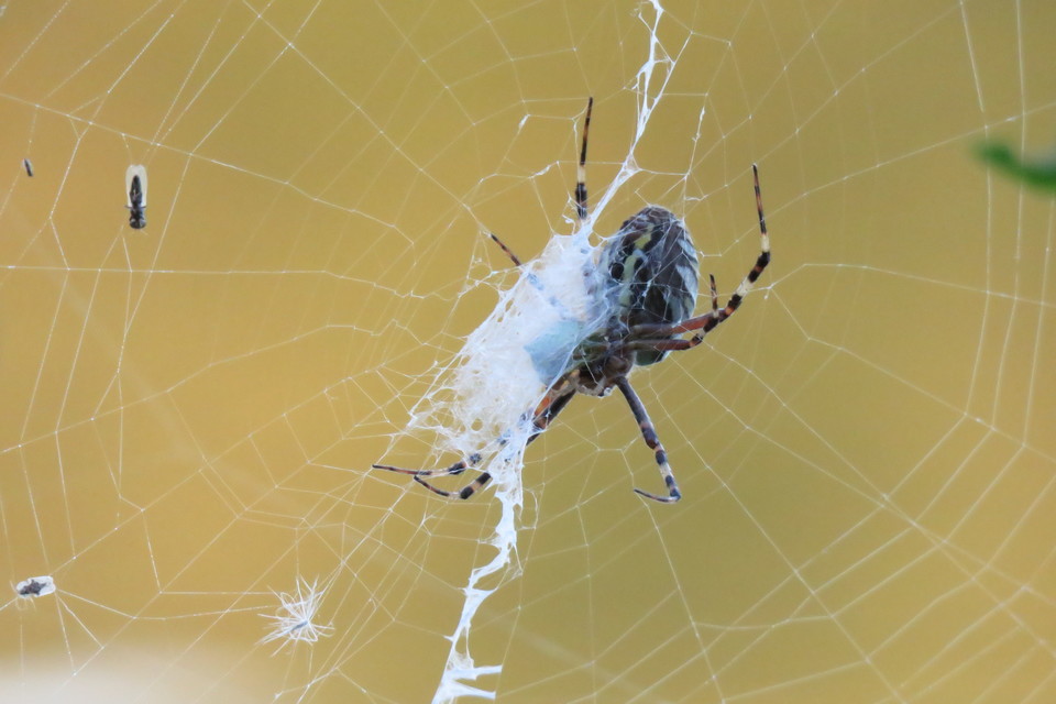 Argiope bruennichi - darázspók