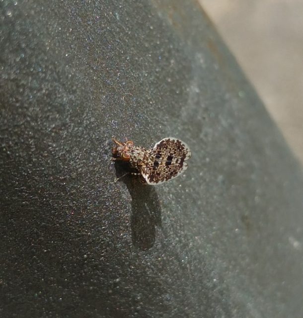 Callopistromyia annulipes - pávalégy