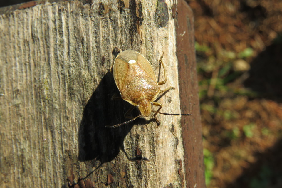 Chlorochroa pinicola