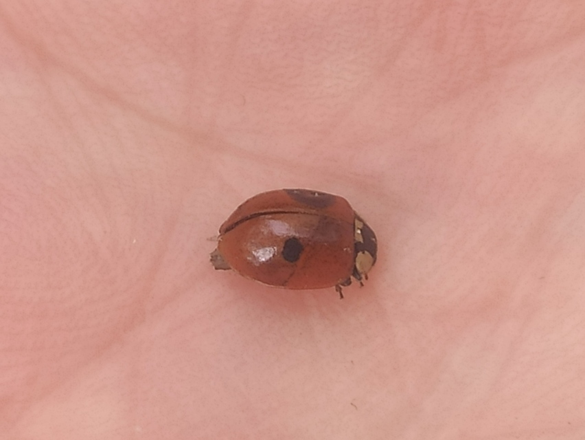 Adalia bipunctata - kétpettyes katica