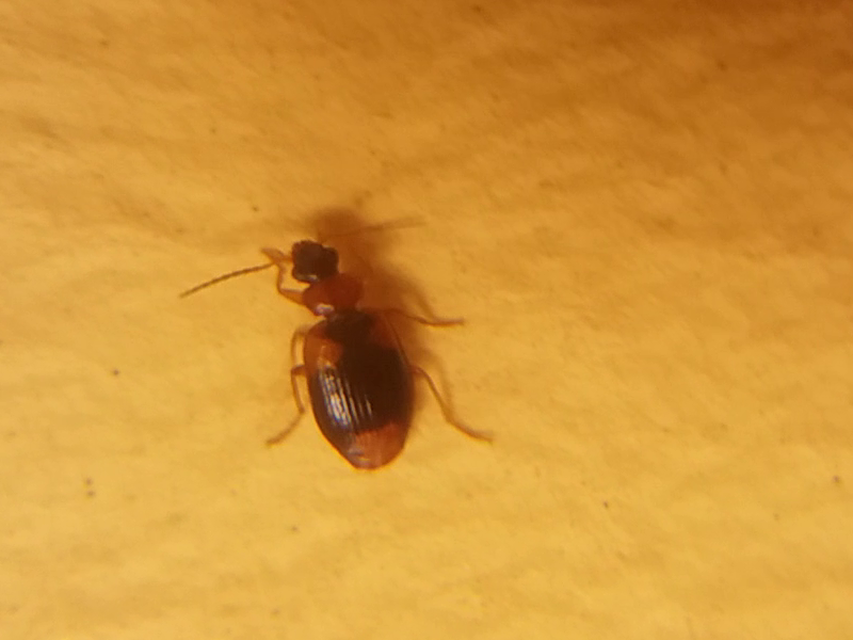 Lebia humeralis - vállfoltos cserjefutó