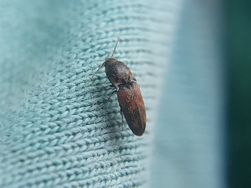 Drasterius bimaculatus - változékony pattanó