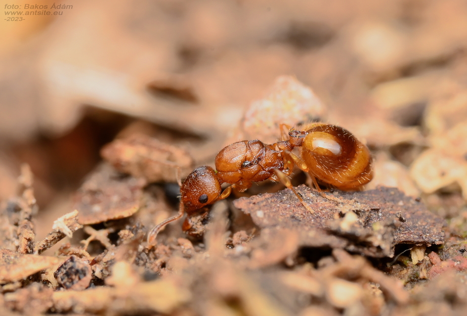 Temnothorax crassispinus - gubacslakó kéreghangya