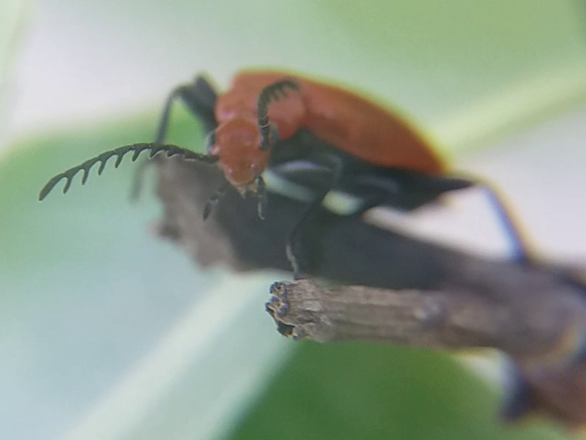 Pyrochroa serraticornis - közép-bíborbogár