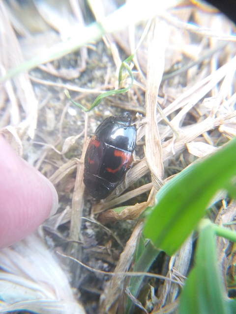 Hister quadrimaculatus - közönséges sutabogár