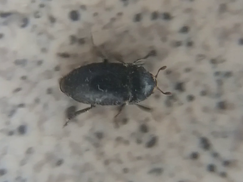 Dermestes laniarius - gyászos porva Dermestes laniarius - gyászos porva