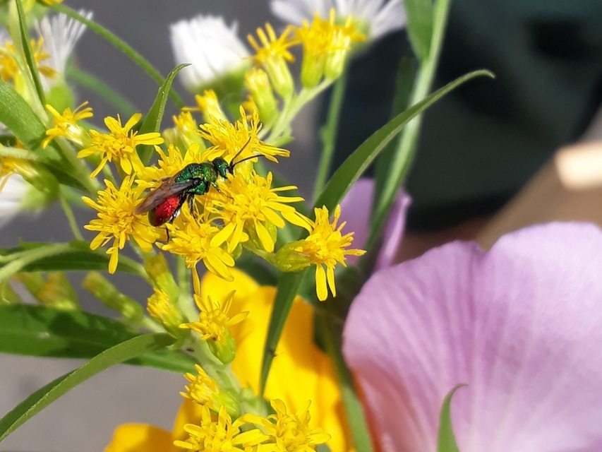 Chrysididae - fémdarazsak