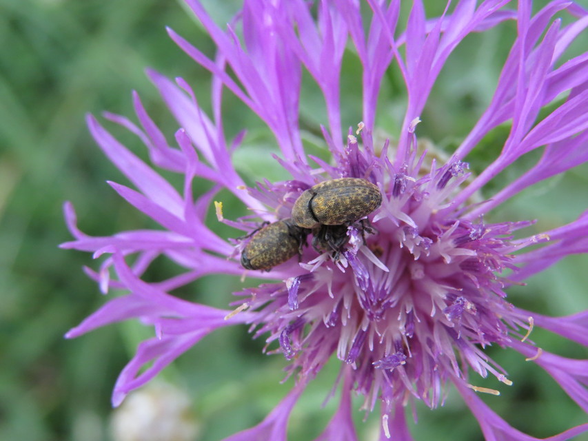 Larinus