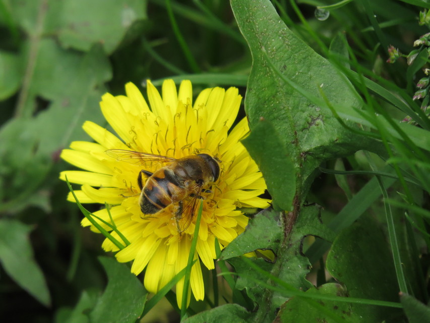 Eristalis tenax - közönséges herelégy