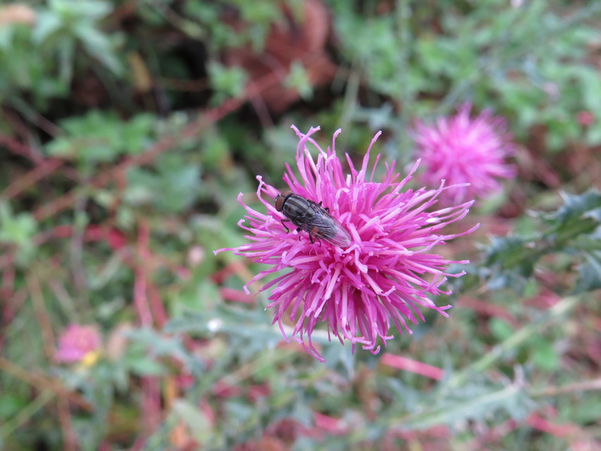 Stomorhina lunata - sáskaparazita légy