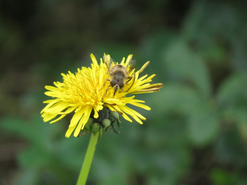 Eristalis tenax - közönséges herelégy
