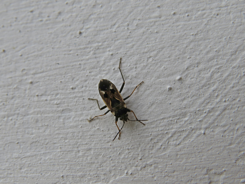 Rhyparochromus vulgaris - közönséges díszesbodobács
