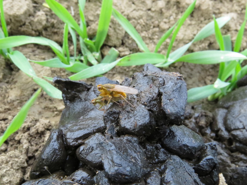 Scathophaga stercoraria - közönséges trágyalégy