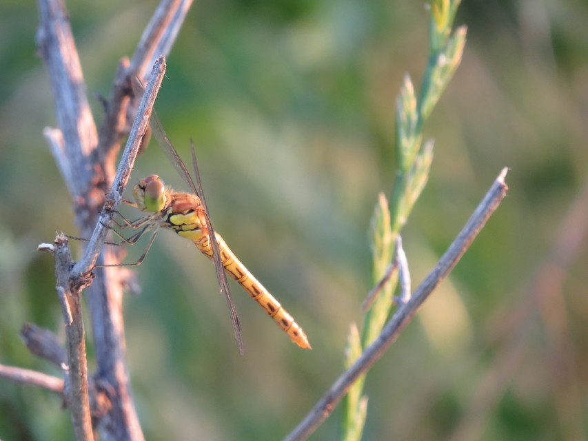 Sympetrum striolatum - harántsávos katona-szitakötő