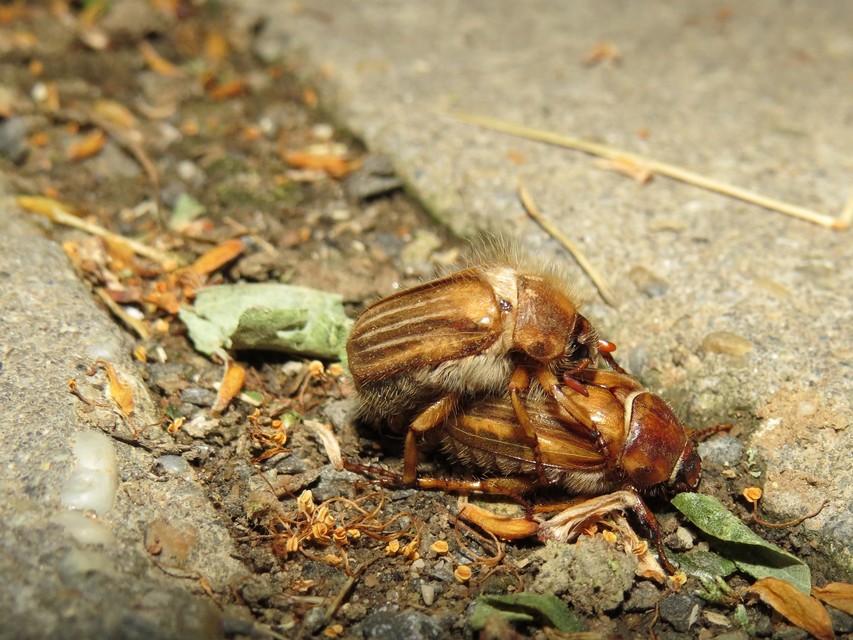 Amphimallon solstitiale - bordás sárgacserebogár