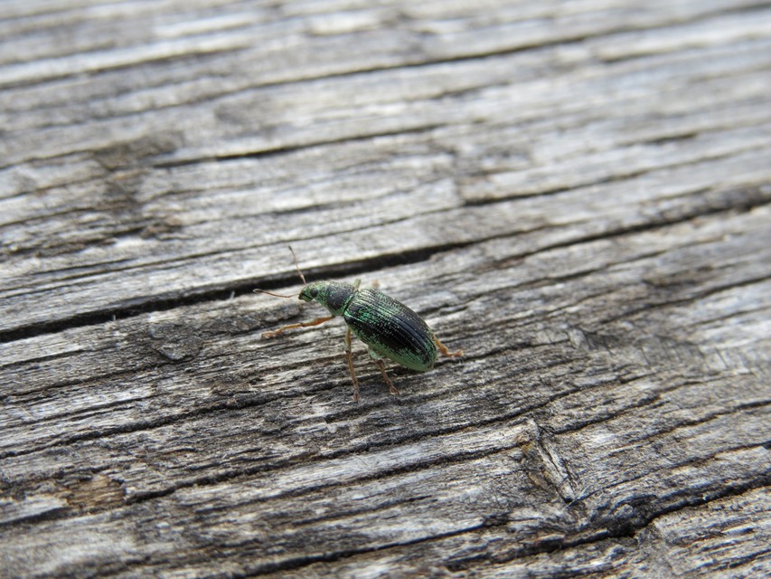 Polydrusus formosus - selymes lombormányos
