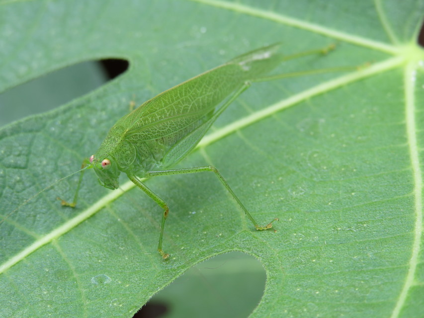 Phaneroptera nana - pontozott repülőszöcske