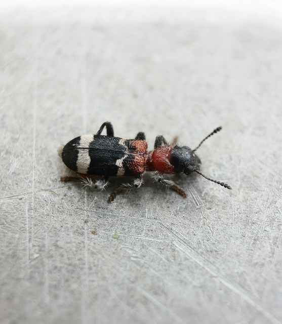 Thanasimus formicarius - vörösnyakú szúfarkas