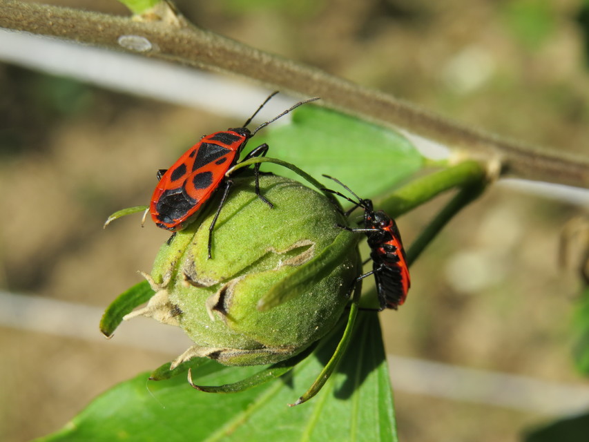 Pyrrhocoris apterus - verőköltő poloska