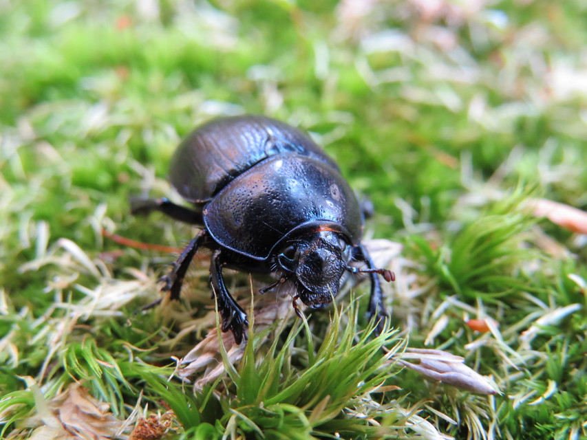 Anoplotrupes stercorosus - erdei álganéjtúró