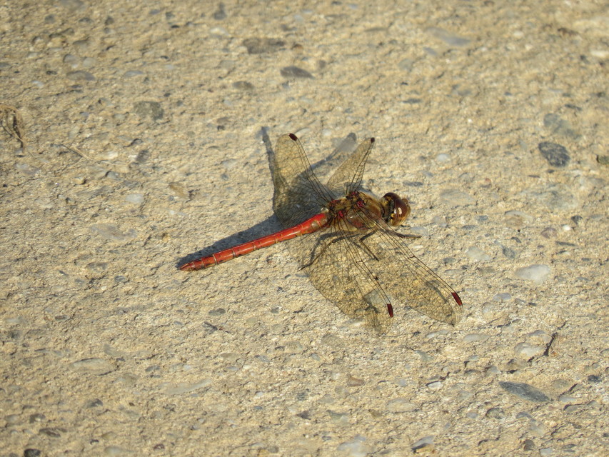 Sympetrum striolatum - harántsávos katona-szitakötő