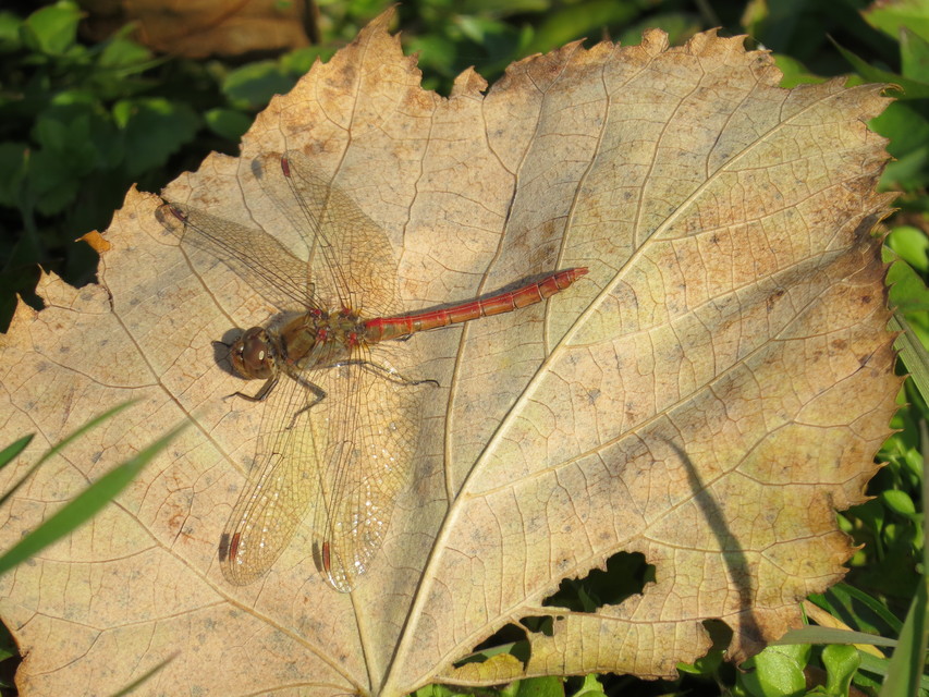 Sympetrum striolatum - harántsávos katona-szitakötő