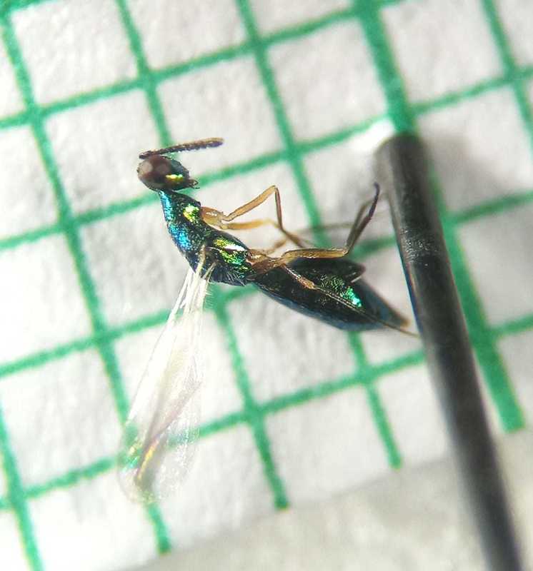 Platynocheilus cuprifrons