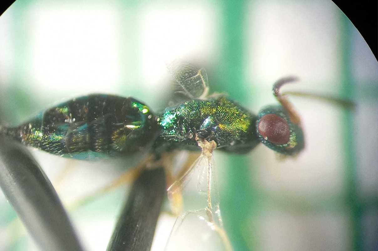 Stenomalina