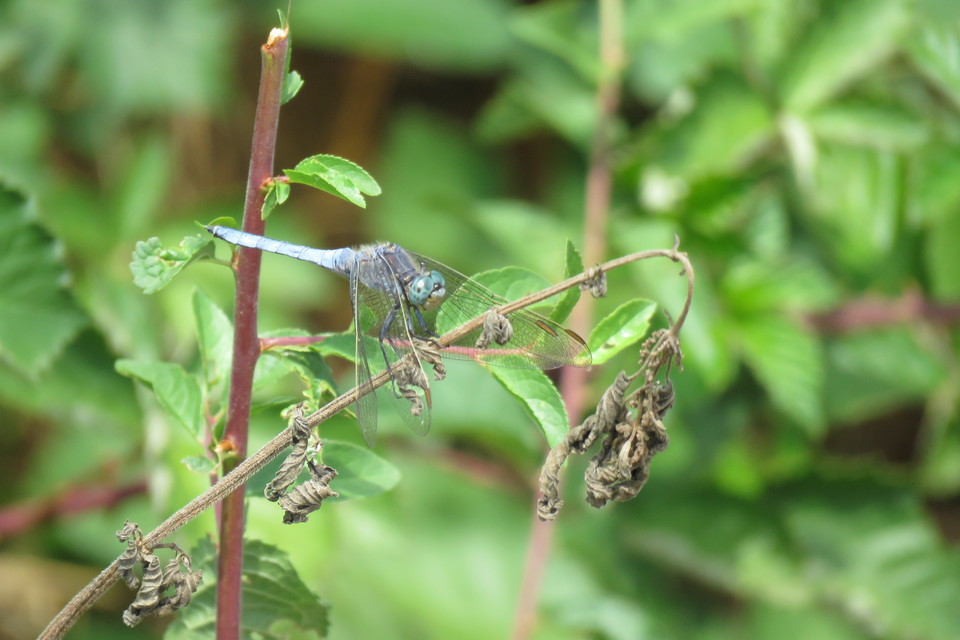 Orthetrum coerulescens - karcsú pásztorszitakötő