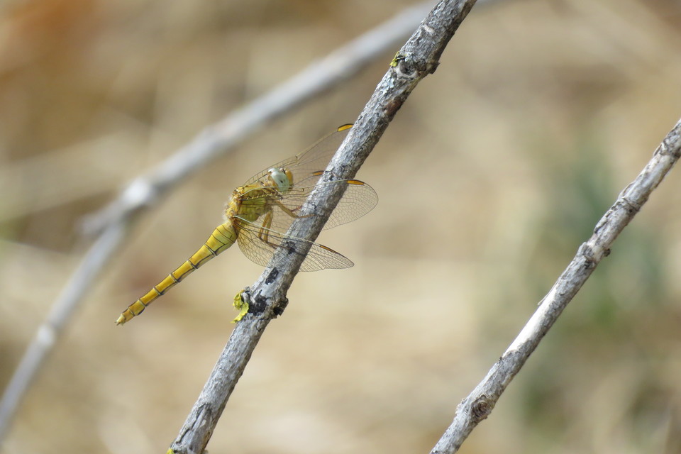 Orthetrum coerulescens - karcsú pásztorszitakötő