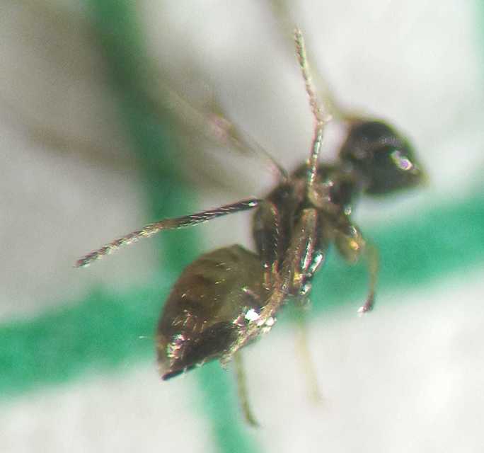 Gonatocerus