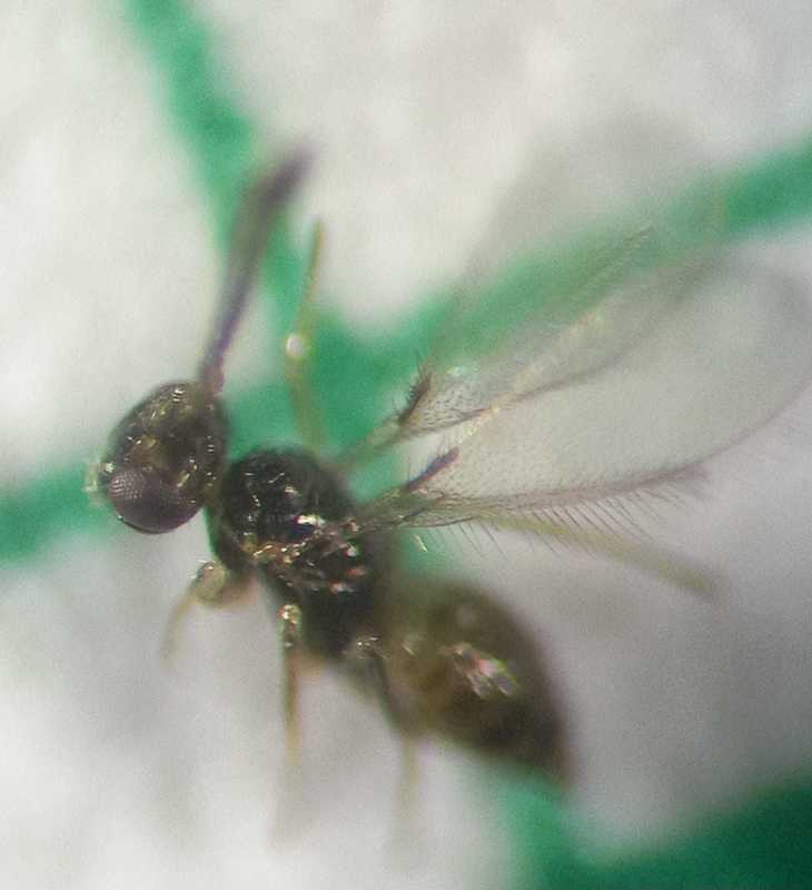 Gonatocerus