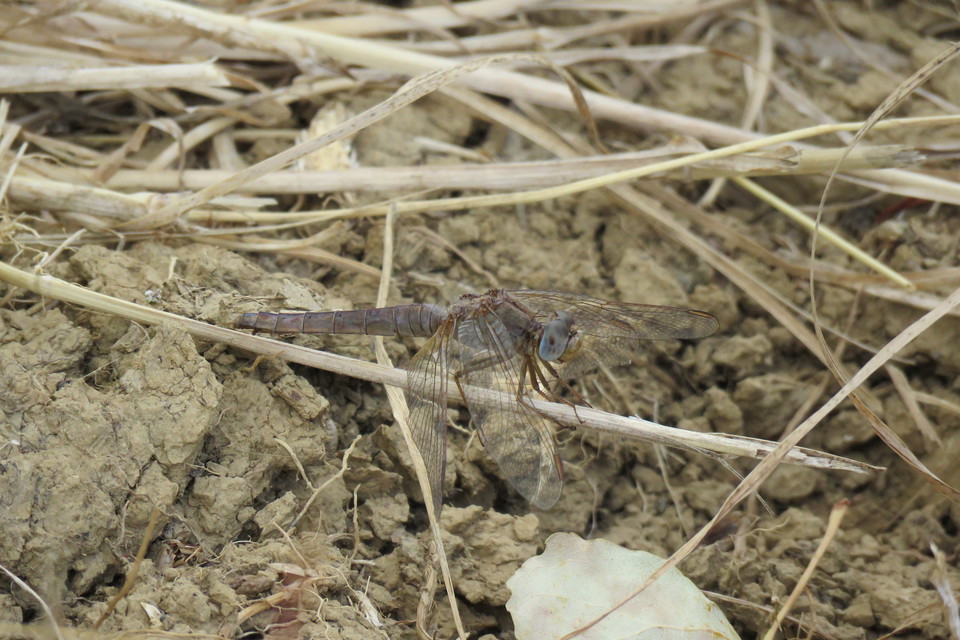 Crocothemis erythraea - skarlát szitakötő